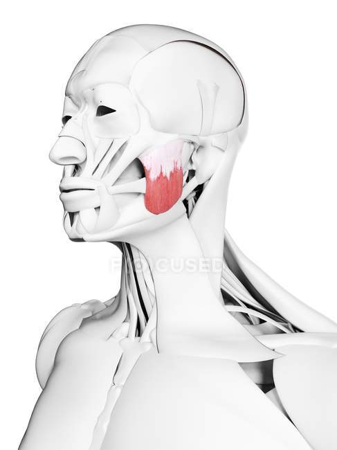 Anatomía masculina que muestra músculo masetero superior, ilustración por computadora
. - foto de stock