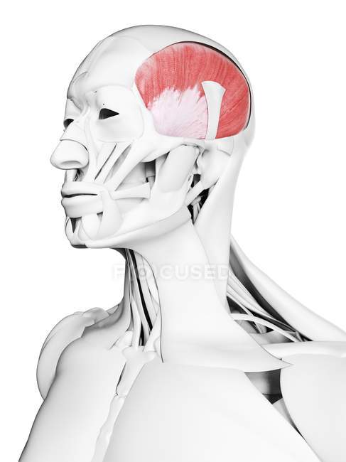 Anatomia masculina mostrando músculo temporal, ilustração computacional . — Fotografia de Stock