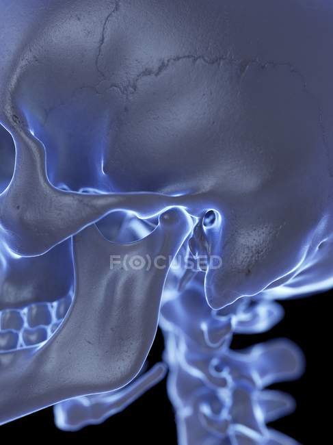Calavera humana con articulación temporomandibular, ilustración por ordenador . - foto de stock
