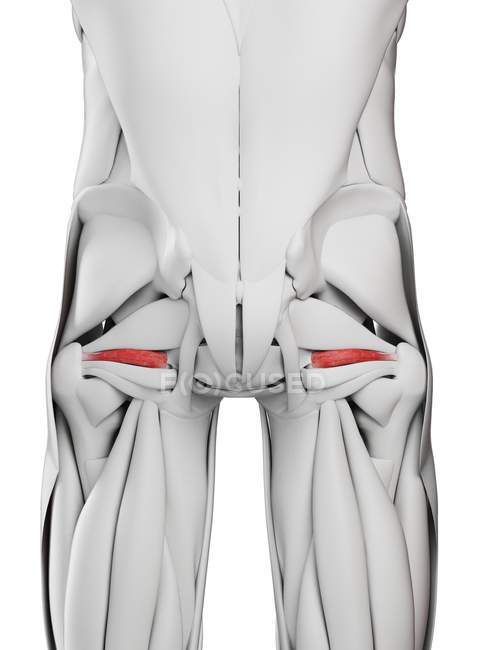 Anatomia masculina mostrando músculo gemelo superior, ilustração computacional . — Fotografia de Stock