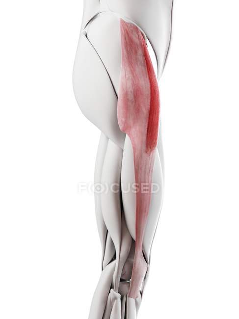 Anatomia masculina mostrando músculo Tensor Fáscia lata, ilustração computacional
. — Fotografia de Stock