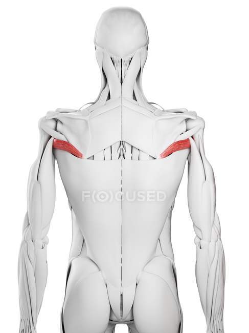 Anatomia masculina mostrando Teres músculo maior, ilustração computacional
. — Fotografia de Stock