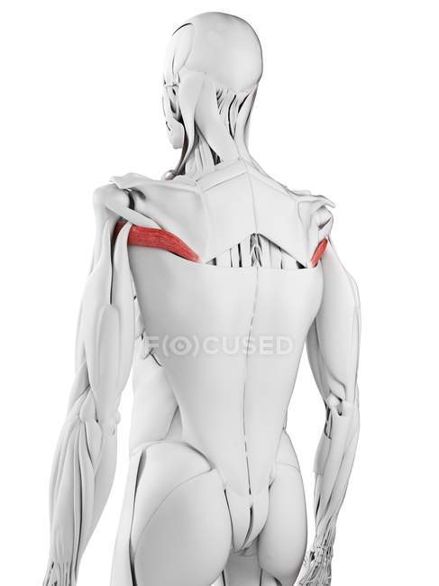 Anatomia maschile che mostra Teres muscolo maggiore, illustrazione al computer . — Foto stock