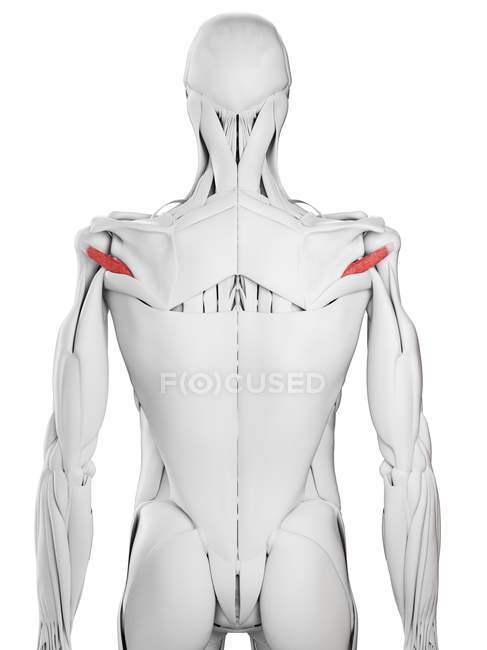 Anatomía masculina que muestra el músculo menor de Teres, ilustración por computadora . - foto de stock
