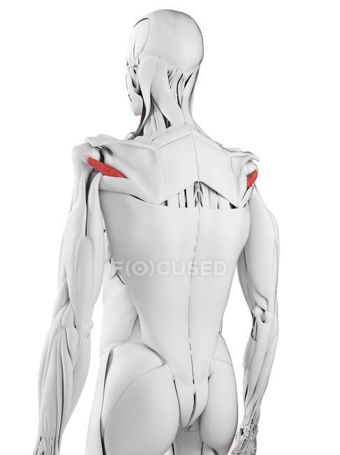 Anatomia masculina mostrando Teres músculo menor, ilustração computacional . — Fotografia de Stock