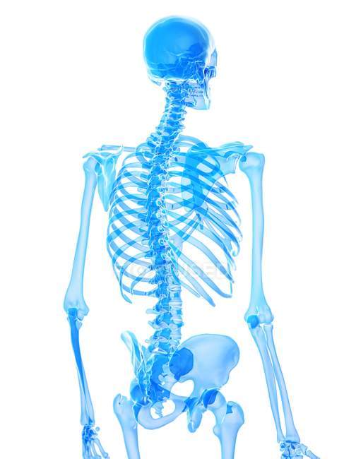 Anatomia do esqueleto humano ossos do tórax, ilustração computacional . — Fotografia de Stock