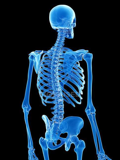 Anatomía del esqueleto humano huesos de tórax, ilustración por ordenador . - foto de stock