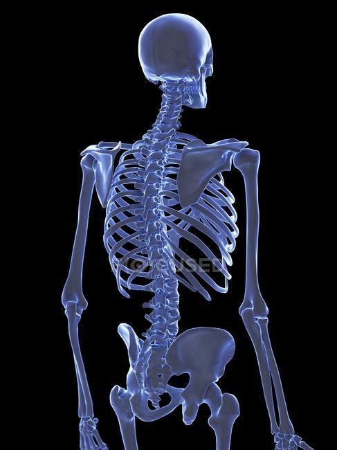 Anatomia delle ossa del torace scheletro umano, illustrazione al computer . — Foto stock