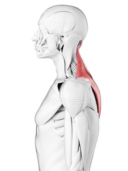 Мужская анатомия, трапециевидная мышца, компьютерная иллюстрация
. — стоковое фото
