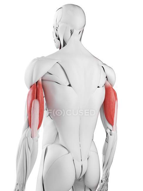 Anatomía masculina que muestra músculo Triceps, ilustración por computadora . - foto de stock