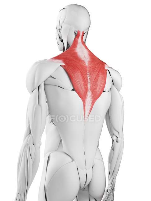 Мужская анатомия, трапециевидная мышца, компьютерная иллюстрация . — стоковое фото
