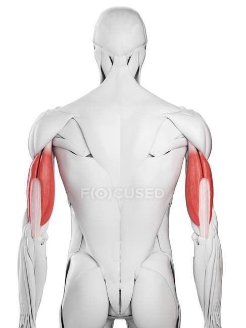 Anatomía masculina que muestra músculo Triceps, ilustración por computadora . - foto de stock