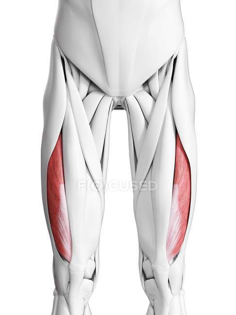 Мужская анатомия с вастусом латеральной мышцы, компьютерная иллюстрация
. — стоковое фото