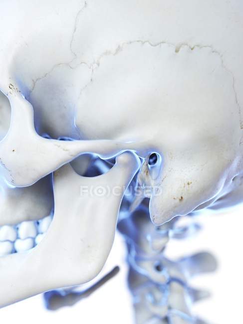 Human skull with temporomandibular joint, computer illustration. — Stock Photo