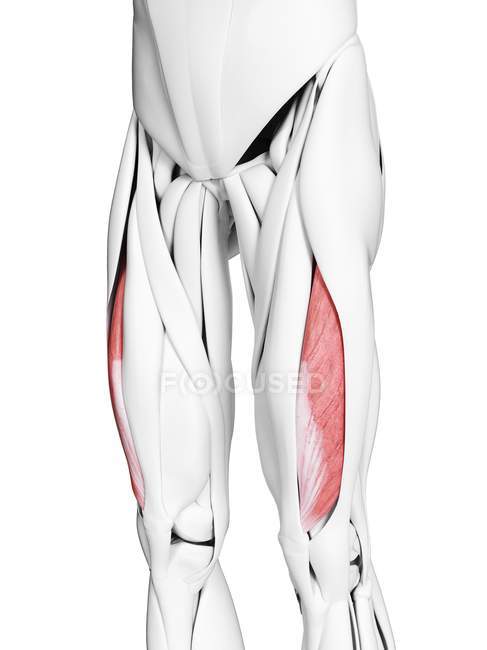Мужская анатомия с вастусом латеральной мышцы, компьютерная иллюстрация
. — стоковое фото