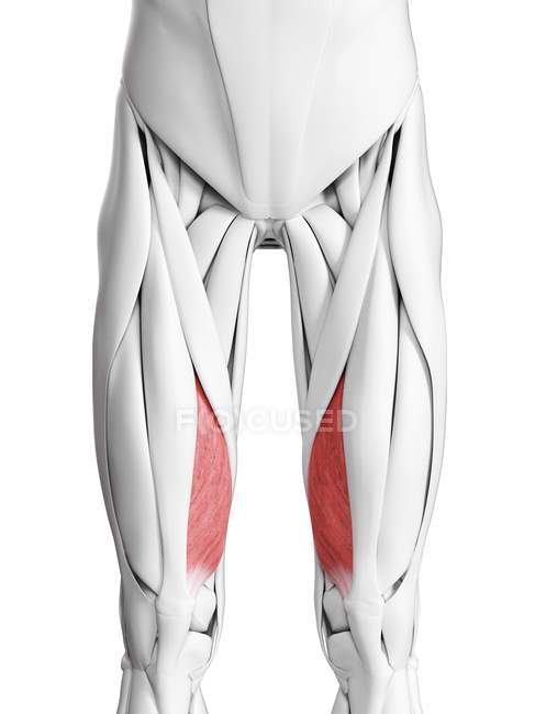 Male anatomy showing Vastus medialis muscle, computer illustration. — Stock Photo