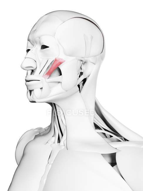 Anatomia masculina mostrando músculo Zygomaticus major, ilustração computacional . — Fotografia de Stock