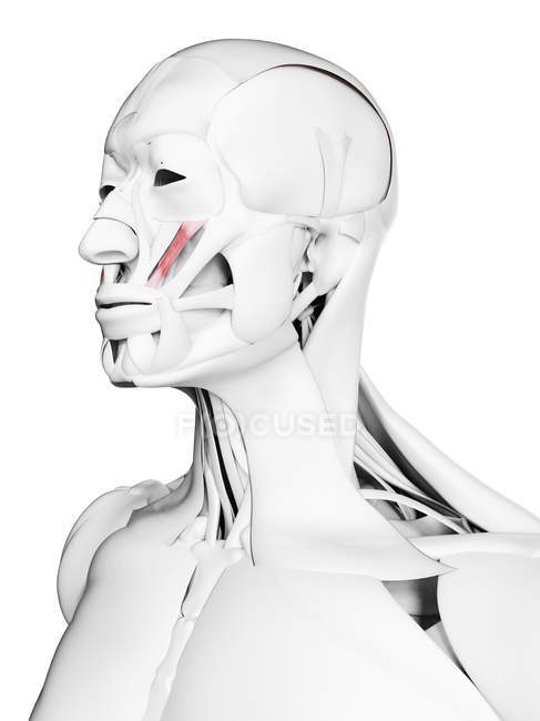 Männliche Anatomie mit Jochbeinmuskel, Computerillustration. — Stockfoto