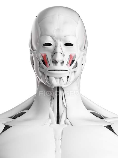 Мужская анатомия с малыми мышцами зайгоматика, компьютерная иллюстрация . — стоковое фото