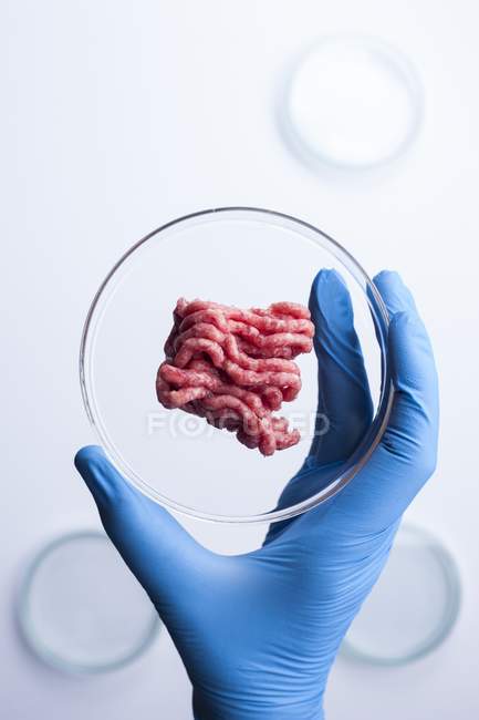 Científico sosteniendo placa petri con carne artificial, imagen conceptual de la carne cultivada cultivada en laboratorio . - foto de stock