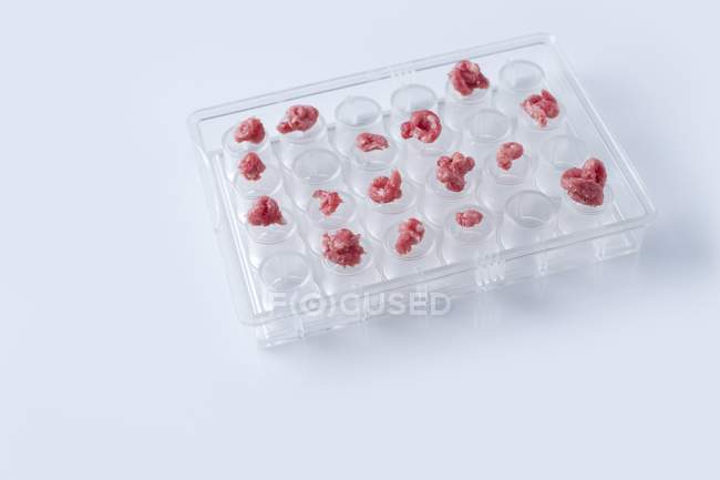 Conceptual image of cultured meat grown in laboratory. — Stock Photo