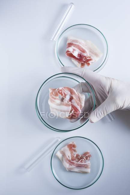 Scientist holding petri dishes with artificial meat, conceptual image of cultured meat grown in laboratory. — Stock Photo