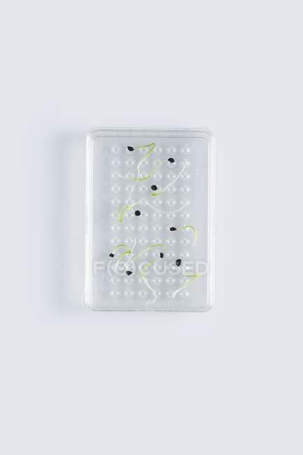 Seedlings growing in laboratory test plate, conceptual image of plant research and genetic engineering. — Stock Photo