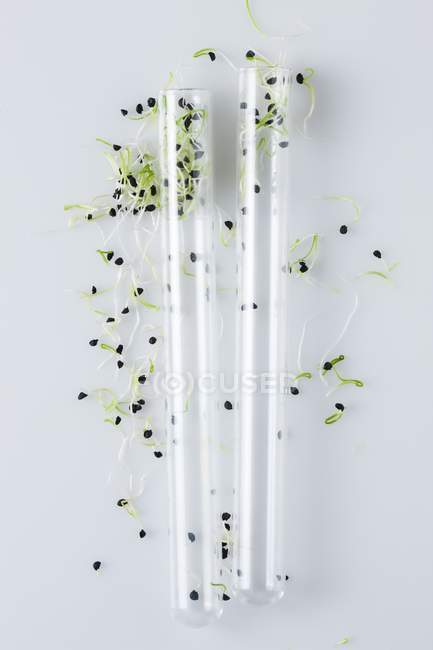 Seedlings growing in laboratory test tubes, conceptual image of plant research and genetic engineering. — Stock Photo