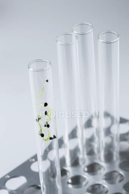 Plántulas creciendo en tubos de ensayo, imagen conceptual de la investigación vegetal y la ingeniería genética . - foto de stock