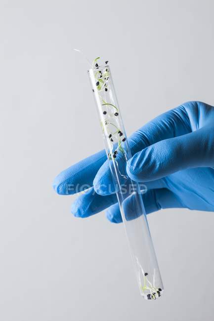 Scientist hand holding test tube with seedlings, conceptual image of plant research and genetic engineering. — Stock Photo