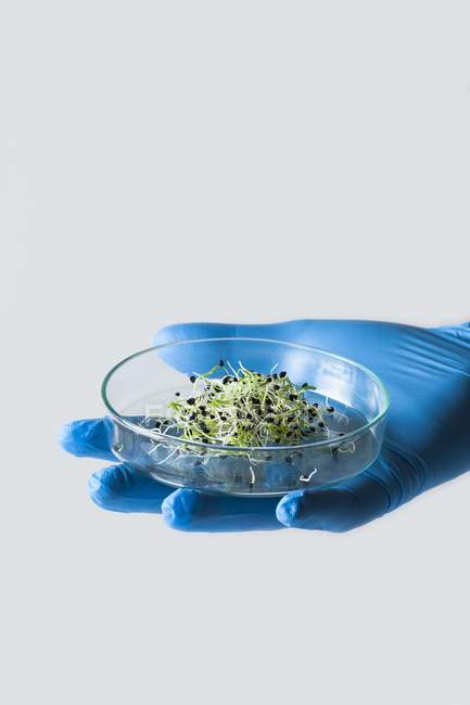 Wissenschaftler hält Petrischale mit Sämlingen in der Hand, konzeptionelles Bild der Pflanzenforschung und Gentechnik. — Stockfoto