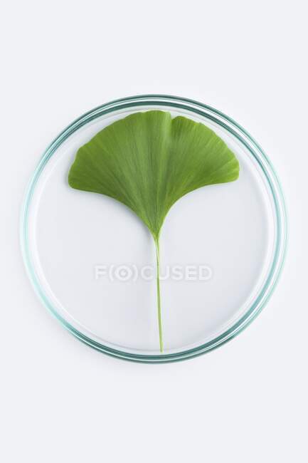 Botanische Forschung, konzeptionelles Image. Blatt des chinesischen Mädchenhaarbaums (Ginkgo biloba) in einer Petrischale. — Stockfoto