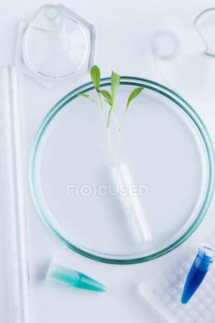 Biotecnologia vegetal e investigação — Fotografia de Stock