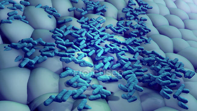 Бактерии размножаются на поверхности, цифровая иллюстрация
. — стоковое фото