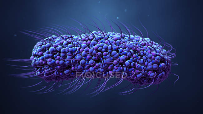 Bacteria en forma de varilla, ilustración digital
. - foto de stock