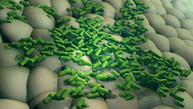 Bacteria multiplying on surface, digital illustration. — Stock Photo