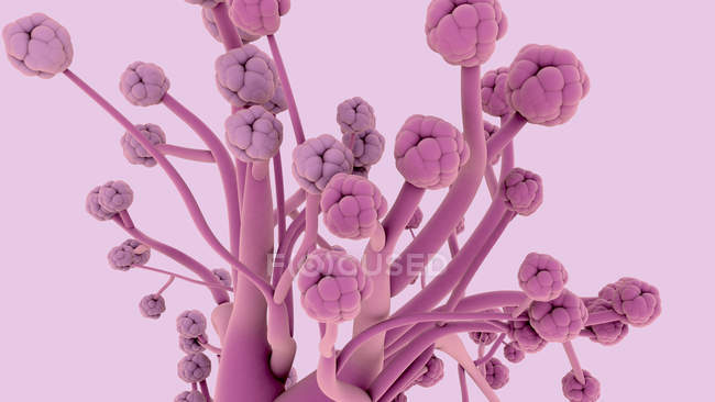 Бронхиолы и альвеолы легких, цифровая иллюстрация
. — стоковое фото