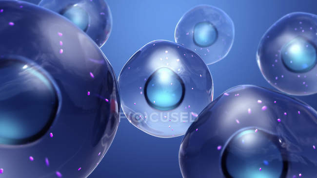 Células animales con mitocondrias, ilustración digital
. - foto de stock