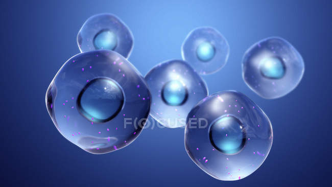 Animal cells with mitochondria, digital illustration. — Stock Photo