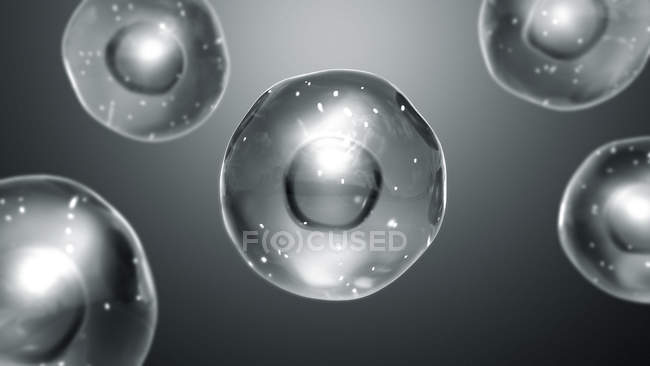 Cellules animales avec mitochondries, illustration numérique . — Photo de stock
