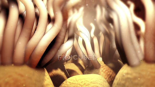 Ciliated cells, digital illustration. — Stock Photo