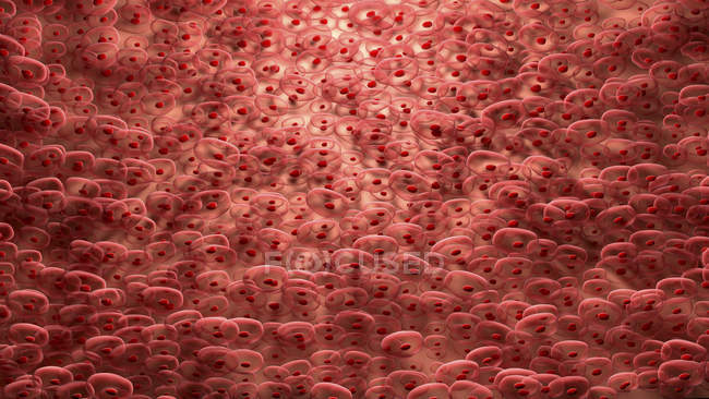 Cardiac muscle cells, digital illustration. — Stock Photo