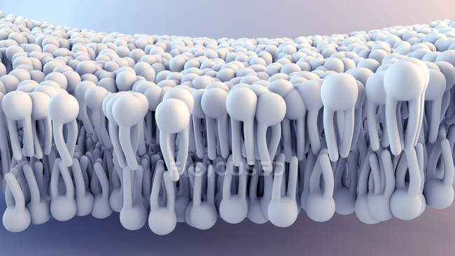 Estructura de membrana celular, ilustración digital . - foto de stock