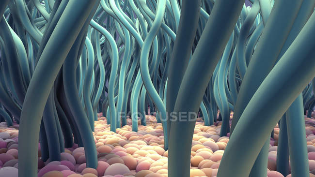Células ciliadas, ilustración digital . - foto de stock