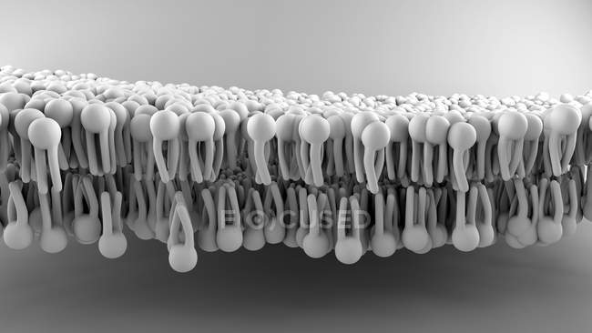 Structure de membrane cellulaire, illustration numérique . — Photo de stock