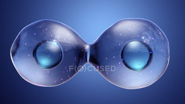 Animal cell during cytokinesis cell division, digital illustration. — Stock Photo