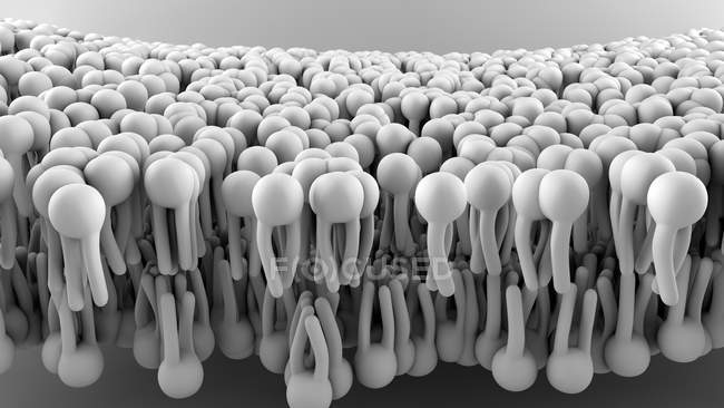 Структура клеточной мембраны, цифровая иллюстрация . — стоковое фото