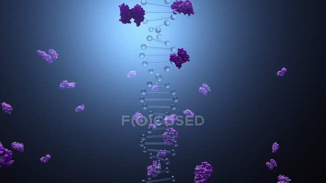 Молекулы ДНК и ферменты, цифровая иллюстрация
. — стоковое фото