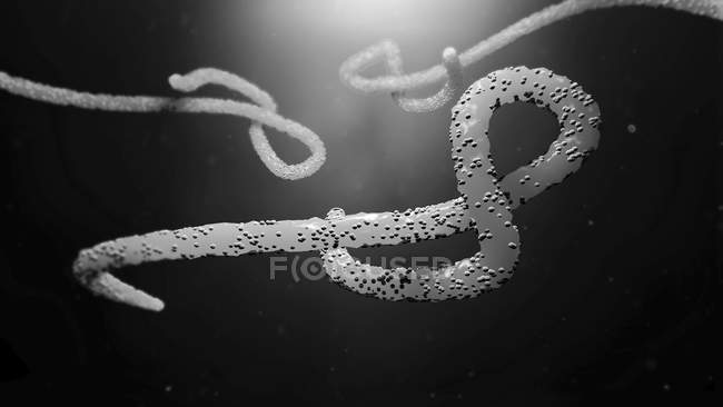 Вирус Эболы, цифровая иллюстрация . — стоковое фото