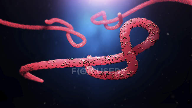 Ebola-Viruspartikel, digitale Illustration. — Stockfoto